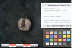 Foto (Objekt + Etikett) von Spondylostrobus smythii F.V. Mueller (NHMW-GEO-2024-0188-10402)